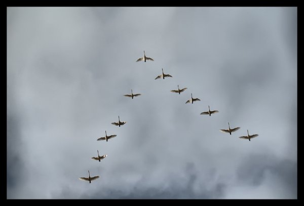 Клин журавлей в небе