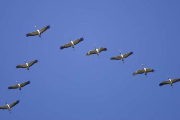 Клин перелетных птиц