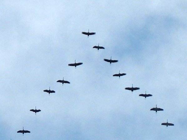 Журавлиный Клин