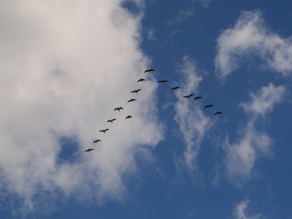 Стая перелетных птиц