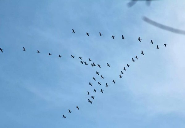 Журавль в небе