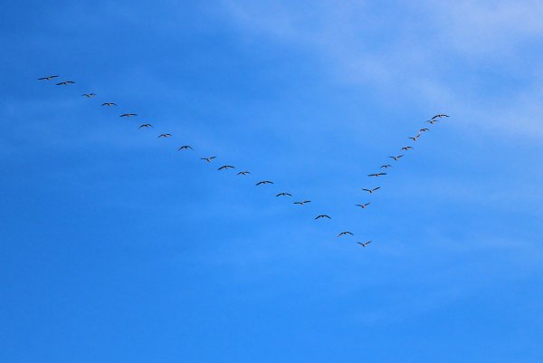 Караван журавлей журавлиный Караван