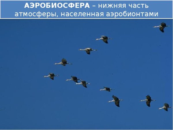 Перелетные птицы Клин косяк