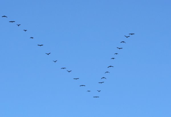 Перелётные птицы журавлиный Клин