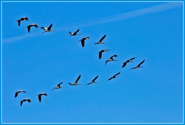 Клин перелетных птиц