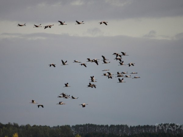 Гуси улетают