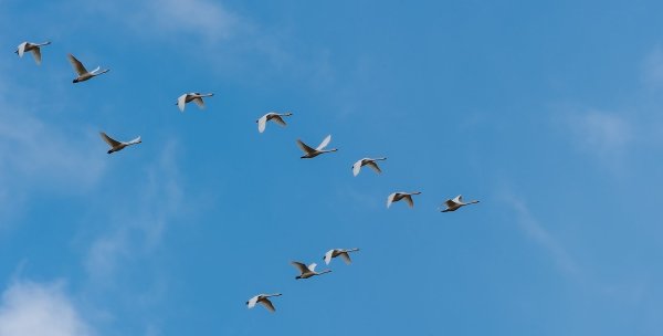 Клин журавлей в небе