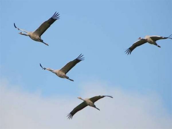 Стая журавлей в полёте