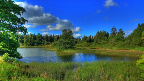 Река в лесу