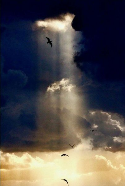 Девушка полет птицы