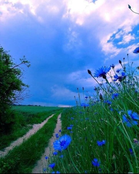 Лето васильки