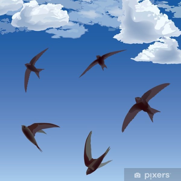 Стрижи на голубом небе