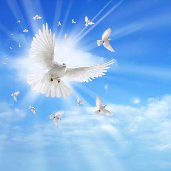 Голуби в небе