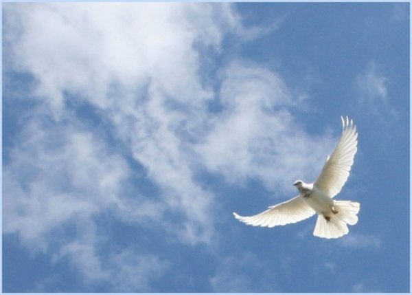 Голуби в небе