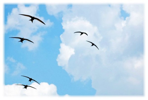 Стрижи в небе птицы