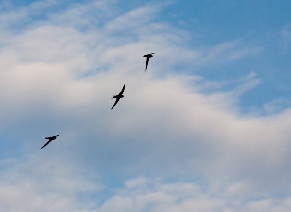 Ласточки в небе