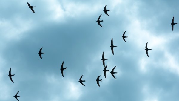 Стрижи улетели