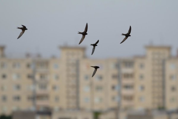 Стрижи птицы стая