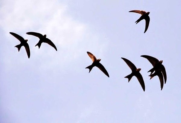 Стая ласточек в небе