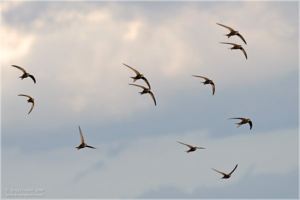 Стрижи в небе птицы