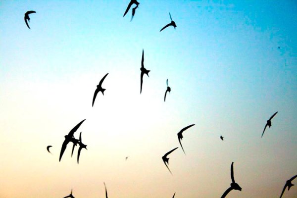 Стрижи в небе птицы