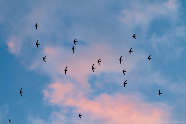 Стрижи в небе птицы