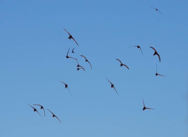 Стрижи прилетели птицы