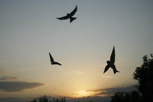 Ласточки улетают