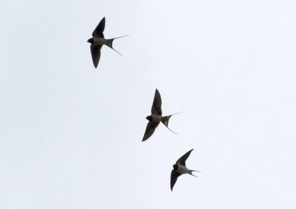 Ласточка птица