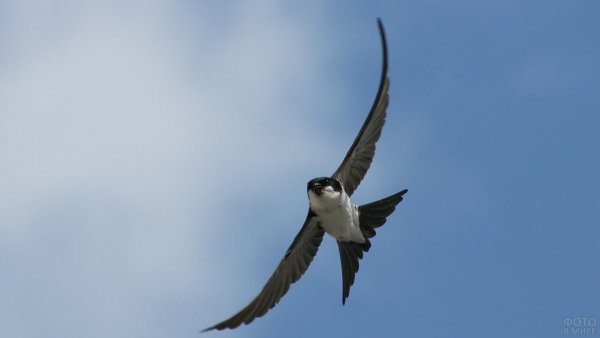 Птицы Стрижи и ласточки