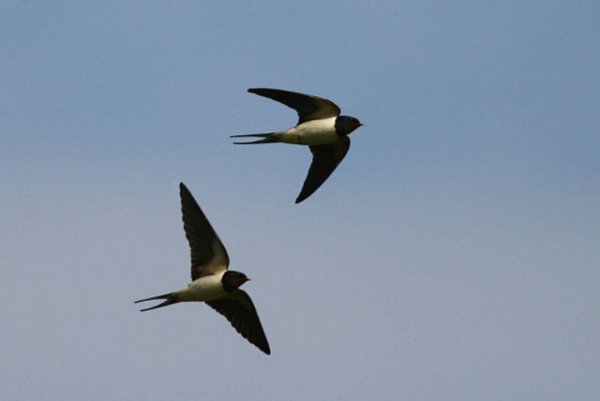 Стая ласточек