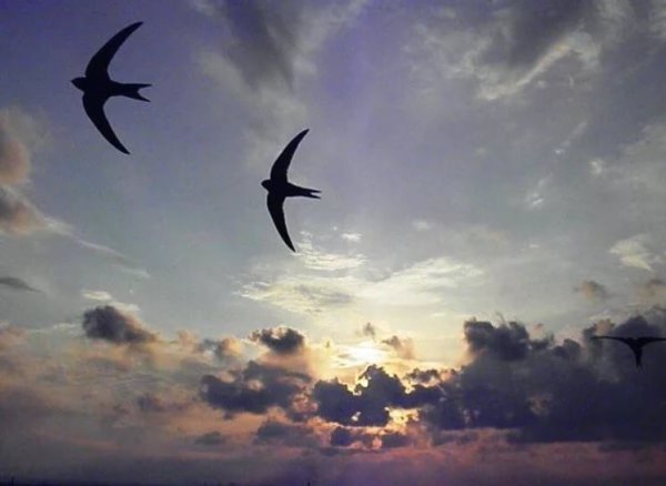 Ласточки в небе