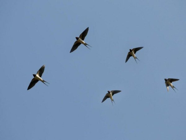 Стая ласточек