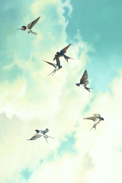 Стрижи в небе птицы