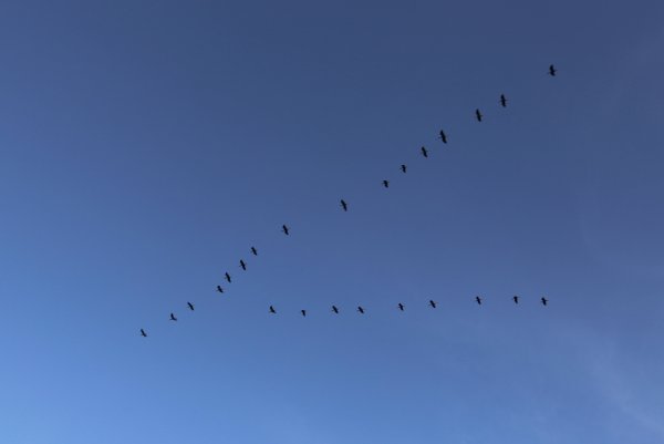 Ласточки в небе