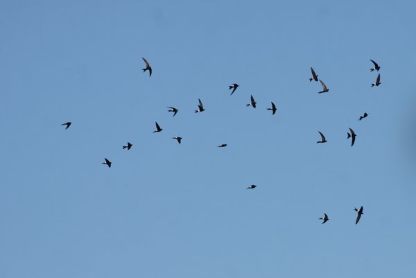 Стрижи в небе птицы