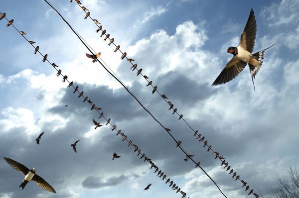 Ласточки улетают