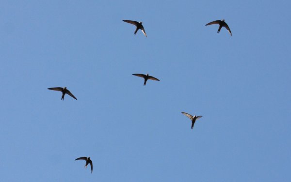 Стая Стрижей