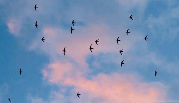 Стриж Король неба