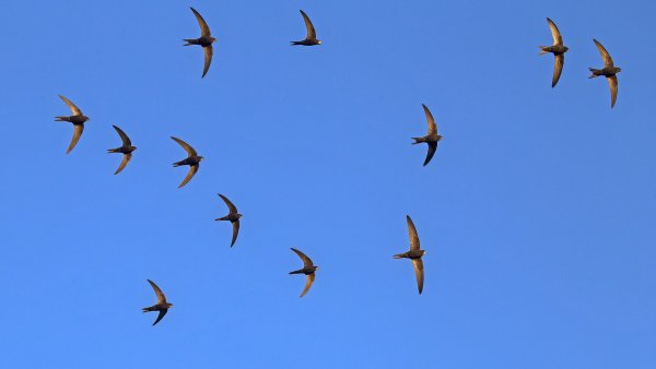 Стая Стрижей