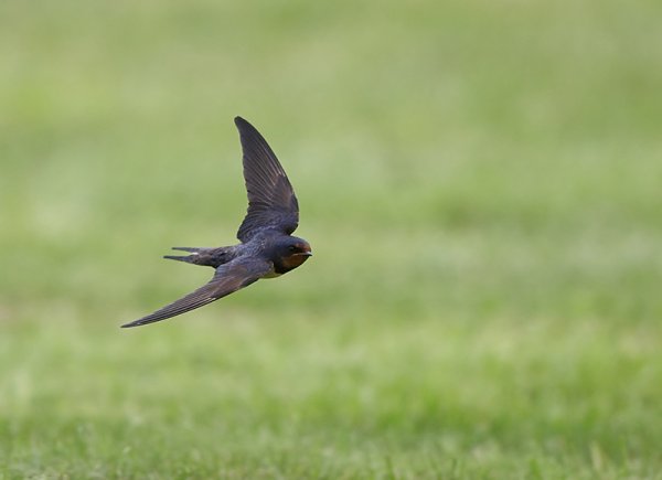 Низколетающие ласточки