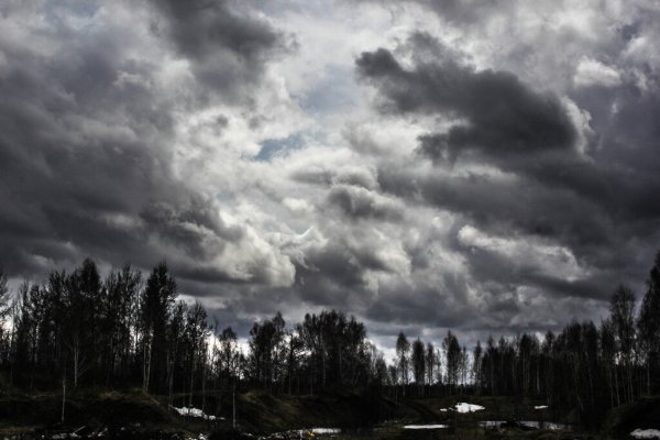 Тучи над лесом