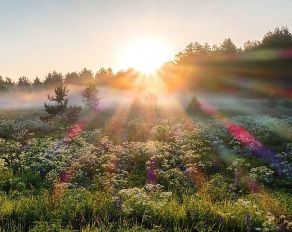 Здравствуй, солнышко
