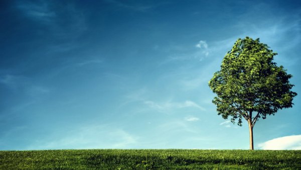 Дерево на фоне голубого неба