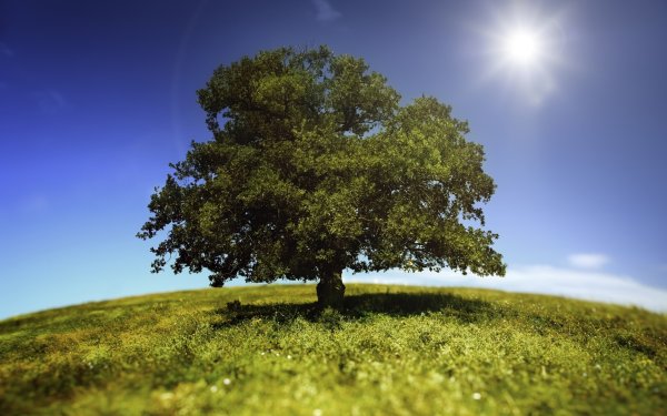 Красивое дерево