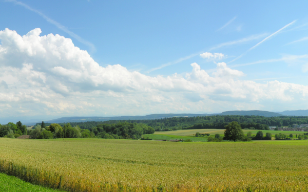 Панорама деревья