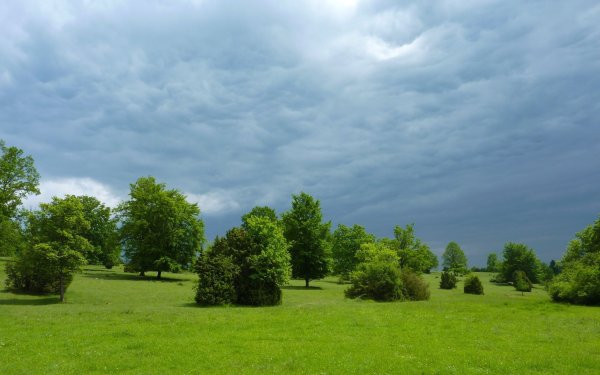Дерево зеленое