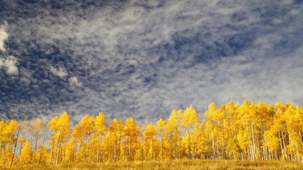 Осень желтое серое