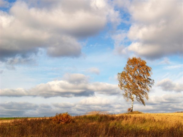 Осенняя береза