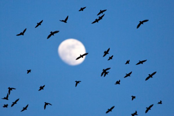 Стайка Скворцов